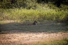 Leopard - photobymuzo