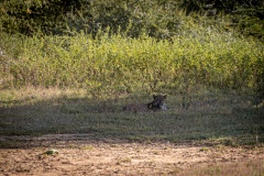 Leopard - photobymuzo