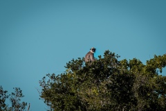 Gray Langur - photobymuzo