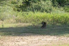 Leopard - photobymuzo