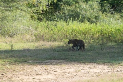 Leopard - photobymuzo