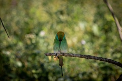 Little Green Bee Eater - photobymuzo