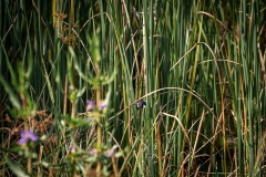 Bird Watching - photobymuzo