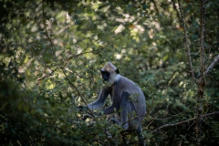 Gray Langur - photobymuzo