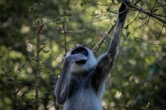 Gray Langur - photobymuzo