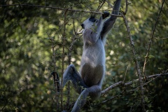 Gray Langur - photobymuzo