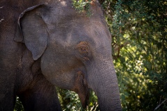 Elephant  - photobymuzo