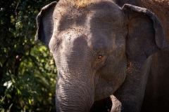 Elephant - photobymuzo