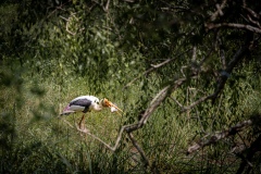 Painted Stork - photobymuzo