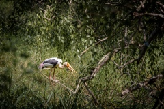 Painted Stork - photobymuzo