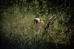 Painted Stork - photobymuzo