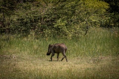 Wild Boar - photobymuzo