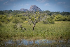 Bird Watching - photobymuzo