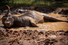 Water Buffalo  - photobymuzo