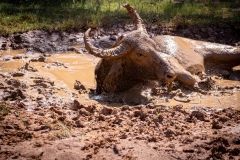 Water Buffalo  - photobymuzo