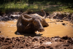 Water Buffalo  - photobymuzo