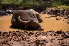 Water Buffalo  - photobymuzo