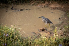 Indian-Pond Heron  - photobymuzo