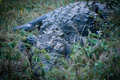 Crocodile  - photobymuzo