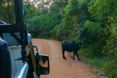 Water Buffalo