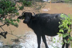 Water Buffalo