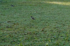 Bird Watching - White-Breasted Waterhen