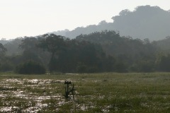 Bird Watching - Indian Darter