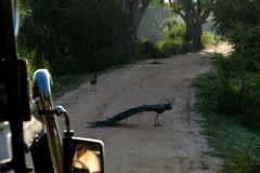 Peacocks