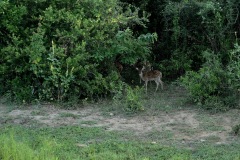 Spotted Deer