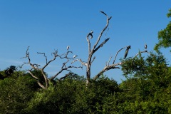 Bird Watching - Painted Storks and Peacock