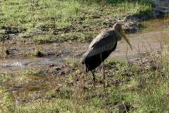 Bird Watching - Spot-Billed Pelican