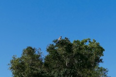 The Lookout Monkey