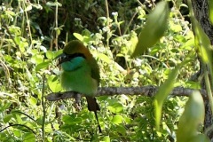 Little Green Bee Eater