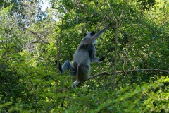 Gray Langur