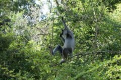 Gray Langur