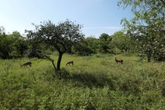 Spotted Deer