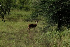 Spotted Deer