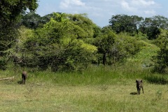 Wild Boars