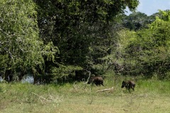 Wild Boars